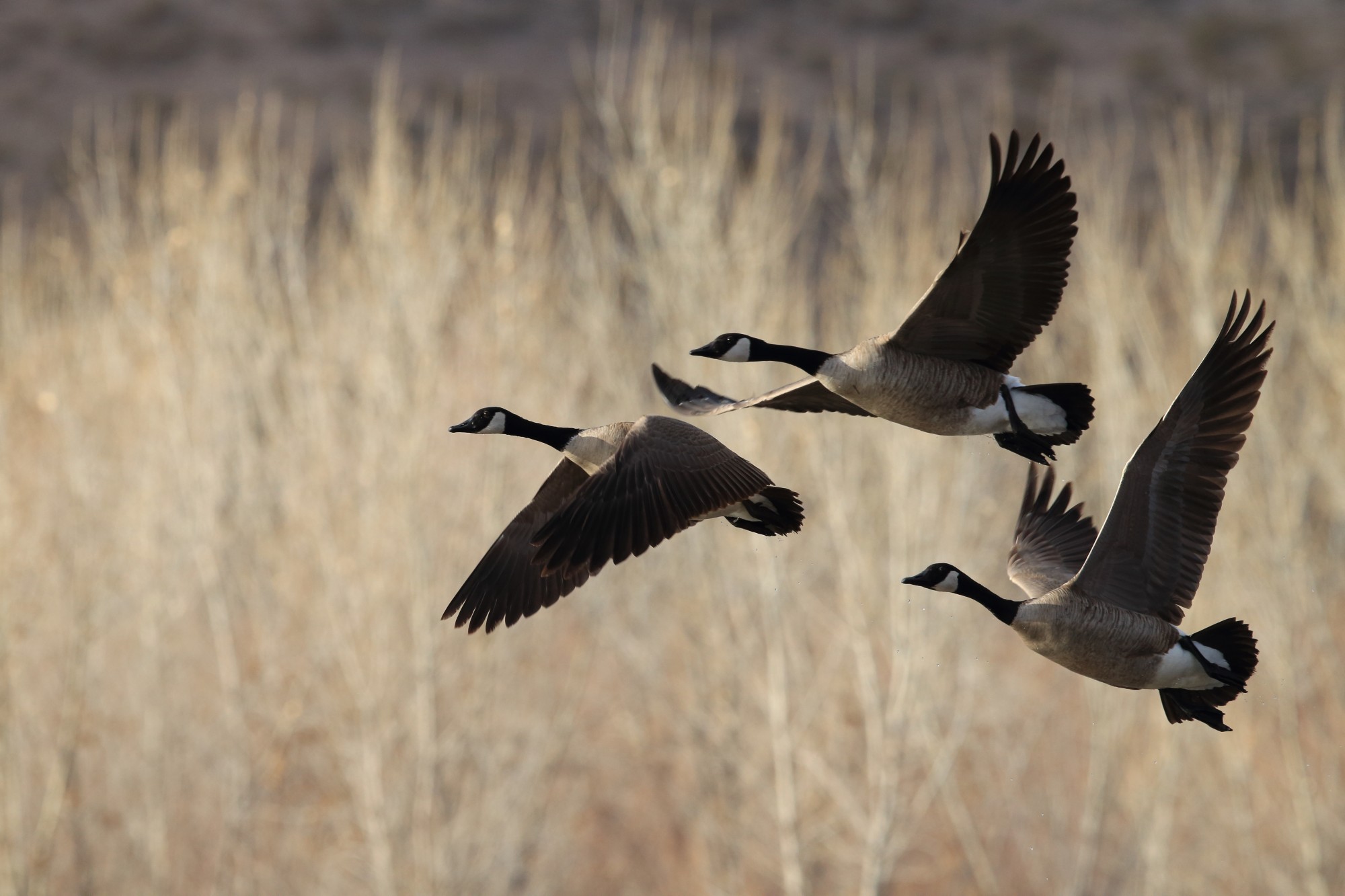 Snow geese in flight